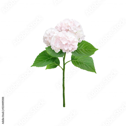 Pink hydrangea flower with green leaves on a white isolated background.