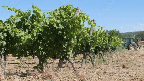 cultivating wineyard in south French country