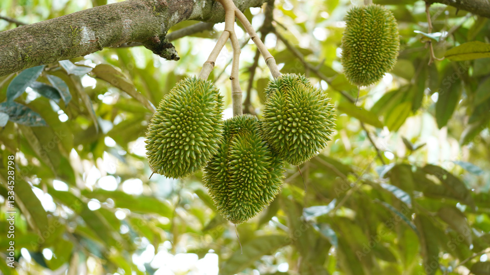 Durian fruit hanging on tree in durian farm. Durian fruit hanging on tree in durian farm.