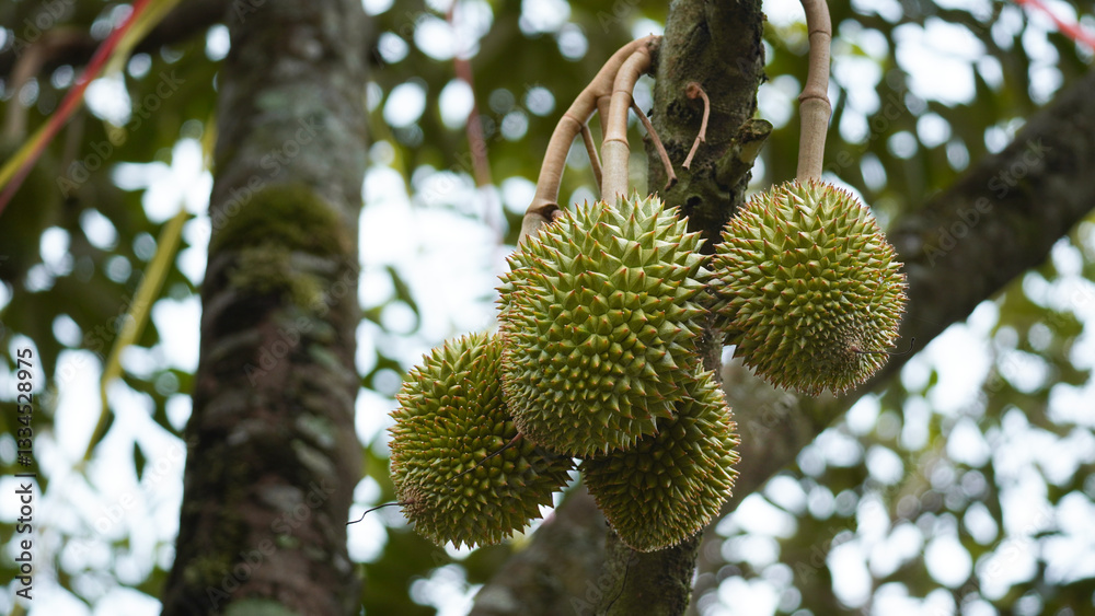 Durian fruit on the branch in the garden ready to harvest, product quality for export in Thailand, agriculture concept Durian fruit on the branch in the garden ready to harvest, product quality for export in Thailand, agriculture concept