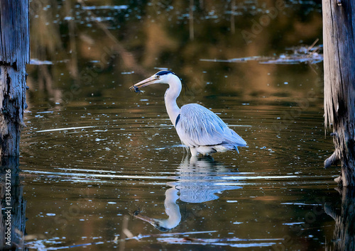 Grey heron looking for food in pond. photo