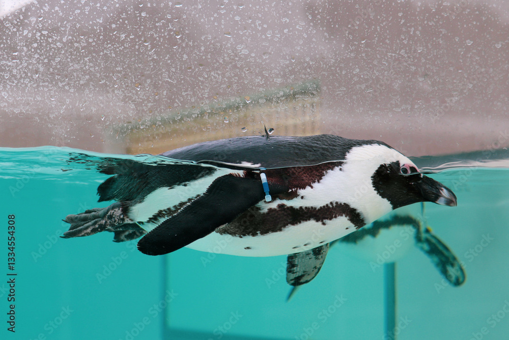 Fototapeta premium African Penguin Gracefully Swimming in Clear Blue Water