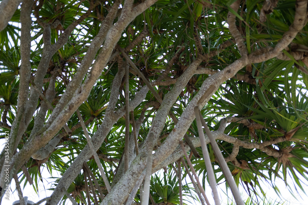 Fototapeta premium アダンの木と支柱