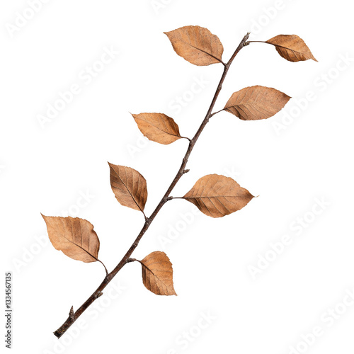 Dried brown leaves on twig branch, showcasing autumn beauty and texture