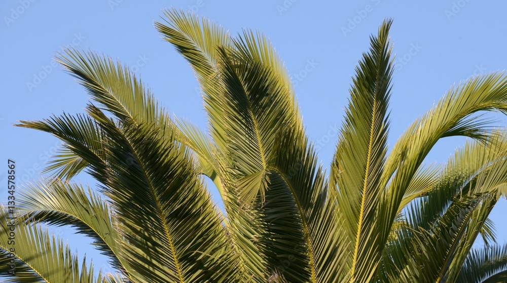 Les feuilles de palmier