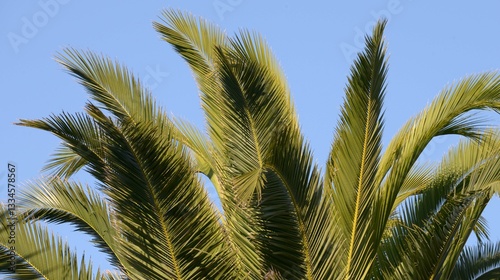 Les feuilles de palmier