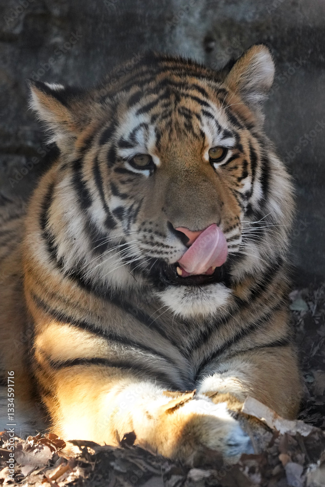 Fototapeta premium amur tiger cub