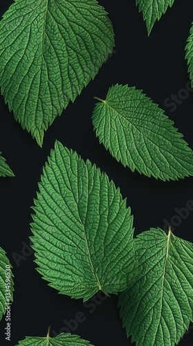 A bunch of aromatic agrimony leaves with jagged edges displaying their unique shape and rich green color in nature