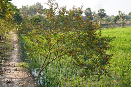 A shrub possibly pigeon pea plant is growing beside the flooded paddy field and a narrow dirt road is also beside there
