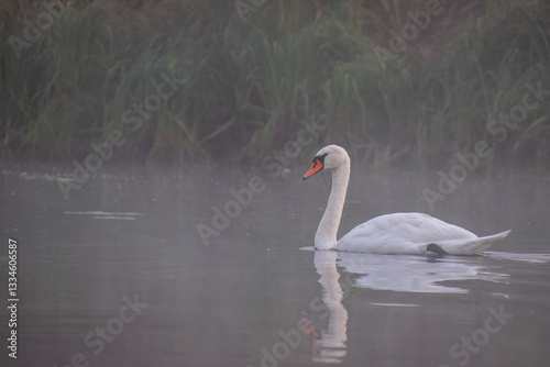 Fototapeta Naklejka Na Ścianę i Meble -  swan on the lake