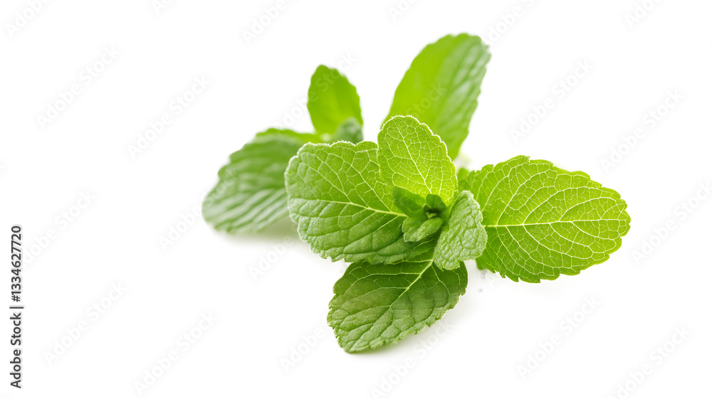 A green leafy herb with a speckled surface. It is a mint leaf. The speckles give it a unique appearance
