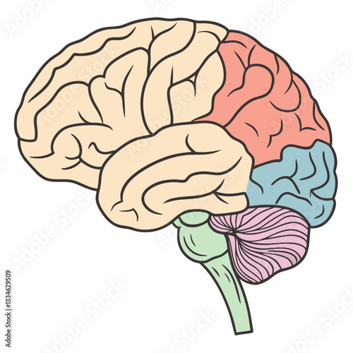 Pastel Human Brain Illustration: Detailed Lobes, Cerebellum.