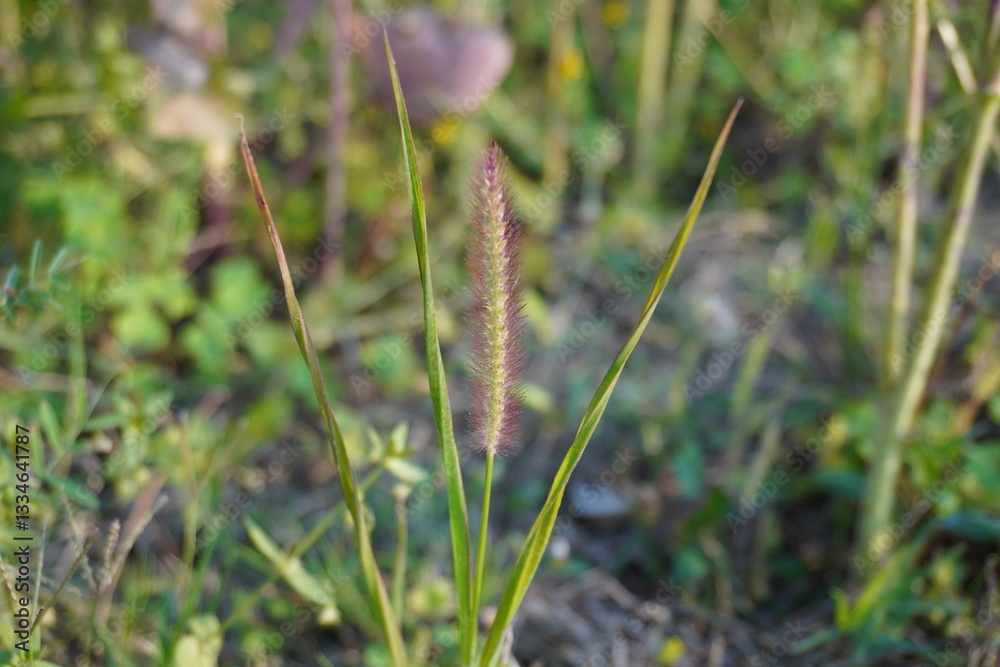 The green foxtail seed head in between two long leaves in close up with a blurry background The green foxtail seed head in between two long leaves in close up with a blurry background