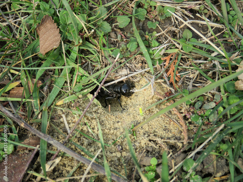 A cricket (Gryllus campestris) peeks out from its burrow in the ground, surrounded by fresh green grass. The insect cautiously observes its surroundings, partially hidden inside the small hole. photo