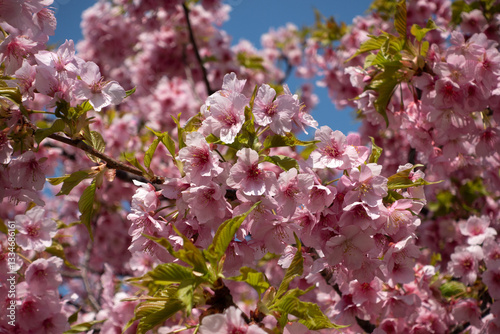 Wallpaper Mural 河津町の河津桜 Torontodigital.ca