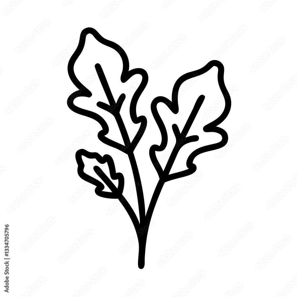 Obraz premium Arugula