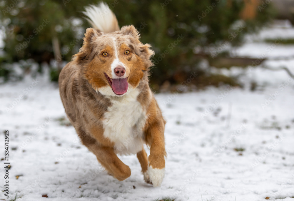 Ein Border Collie beim laufen im Schnee