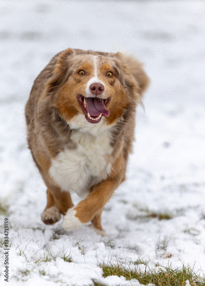 Ein Collie hat Spaß im Schnee zu laufen