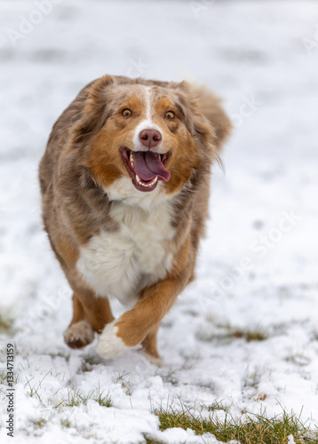 Obraz na płótnie Ein Collie hat Spaß im Schnee zu laufen w salonie