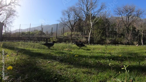 Crows foraging on a grassy field with trees and mountains in the background.
