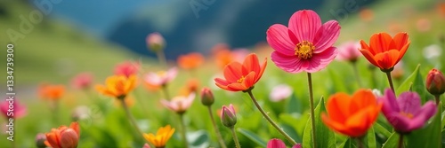 Close-up of vibrant maral flowers growing in alpine meadow, wilderness, blossom, spring