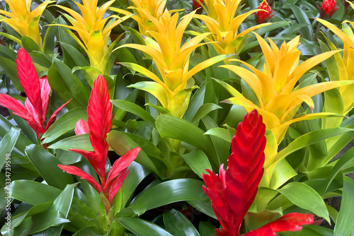 piante ornamentali colorate bromelia photo