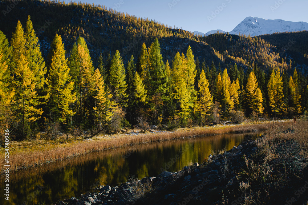 A serene river winding through the golden autumn landscape of the Altai Republic, surrounded by vibrant foliage and majestic scenery.