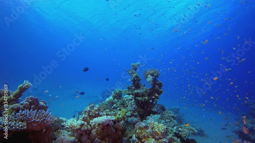 Wallpaper Mural Tropical Coral Garden. Tropical colourful underwater seascape. Underwater fish garden reef. Reef coral scene. Coral garden seascape. Torontodigital.ca