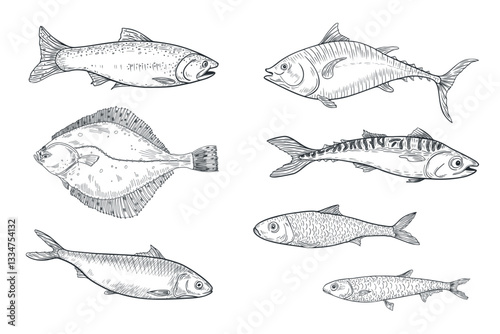 Sardine, anchovy monochrome vector illustration hand drawn. Herring, flounder black white drawing. Fishes tuna, salmon, mackerel engraving art. Various sea fish graphic linear style for prints.