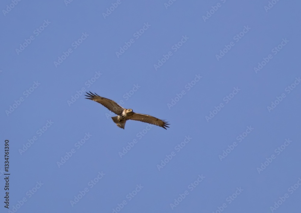 Great blue heron near lake. Great blue heron near lake.