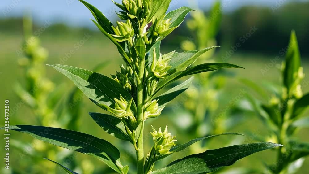 Green plant with budding flowers thriving in a sunny field during spring season