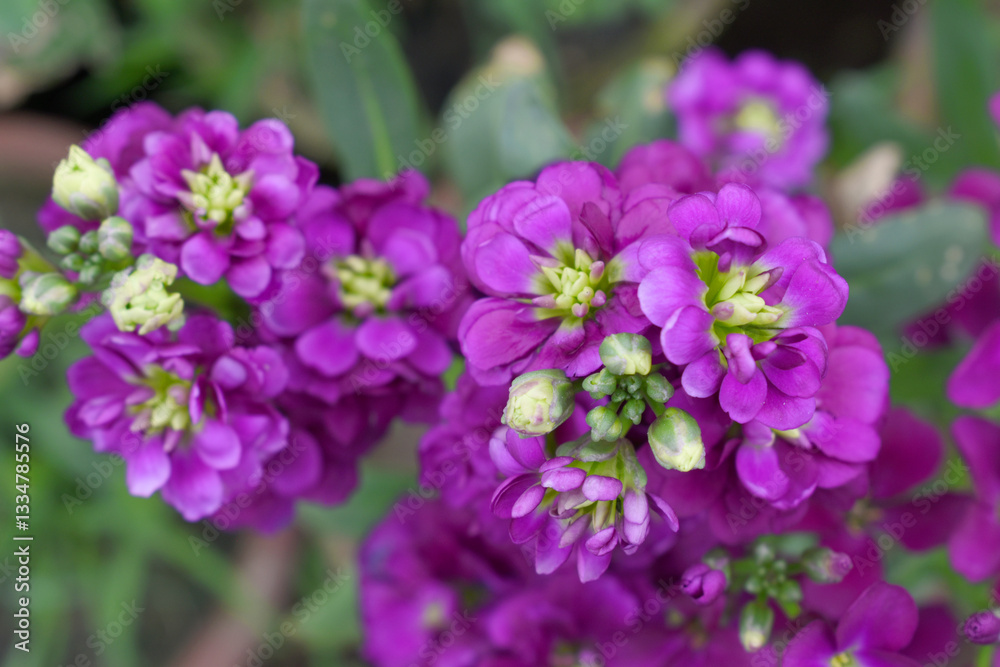 Obraz premium Purple Hoary Stock, Purple Hoary Stock or Matthiola Incana is a member of the Brassicaceae family of flowering plants. It's also commonly known as Brompton Stock, Common Stock, Purple flower in garden
