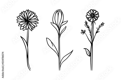 Set of Hand-Drawn Floral Outline, Floral and Wildflower Line Art, Elegant and Simple Wildflower Botanical Line Art Design