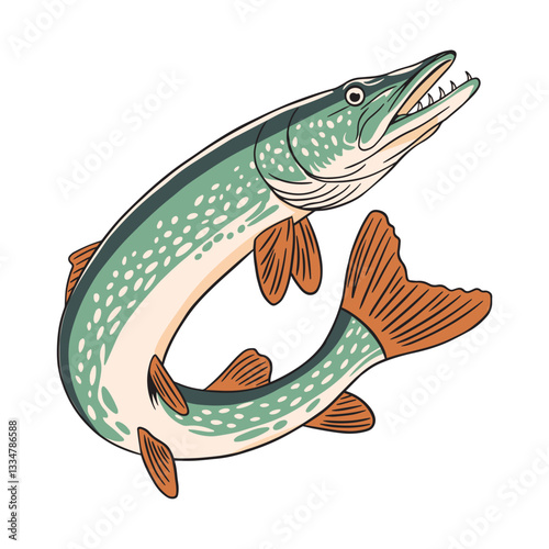 Vector illustration of a predatory river pike, on a white background