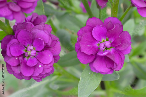 Purple Hoary Stock, Purple Hoary Stock or Matthiola Incana is a member of the Brassicaceae family of flowering plants. It's also commonly known as Brompton Stock, Common Stock, Purple flower in garden