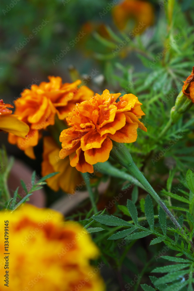 Yellow red french marigold flower blossom in garden, Yellow red french Mari Gold flowers for decorate garden, Close up of beautiful small marigold flower in garden. Marigold flowers bloom in nature Yellow red french marigold flower blossom in garden, Yellow red french Mari Gold flowers for decorate garden, Close up of beautiful small marigold flower in garden. Marigold flowers bloom in nature