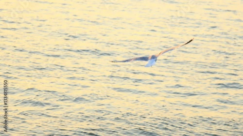 a seagull take off from the sea at sunset, Rotterdams