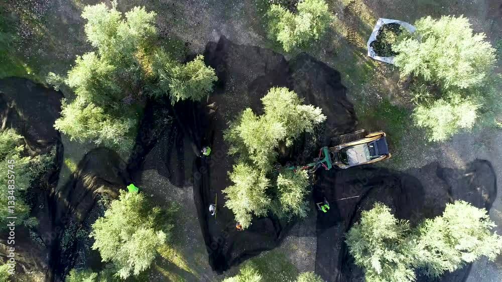 Aerial view of workers using a mini track vibrator to harvest olives in an olive grove.