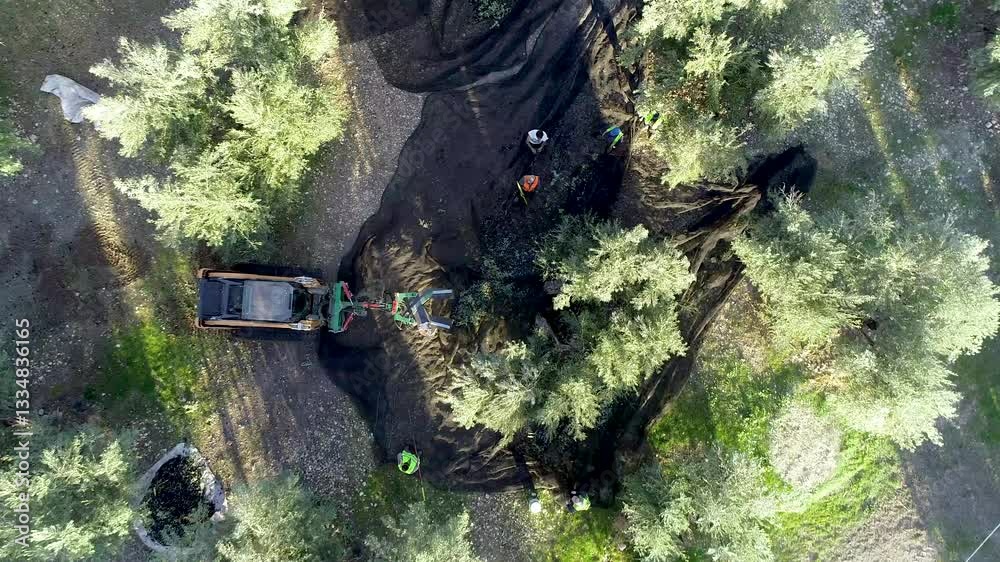 Aerial view of workers using a mini track vibrator to harvest olives in an olive grove.