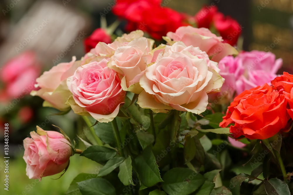 Beautiful bouquets of different colored red roses on the grave. Memorial flowers have been brought to the grave of a loved one. Beautiful bouquets of different colored red roses on the grave. Memorial flowers have been brought to the grave of a loved one.