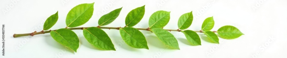 Large branch on white surface with many leaves, full, leafy Large branch on white surface with many leaves, full, leafy