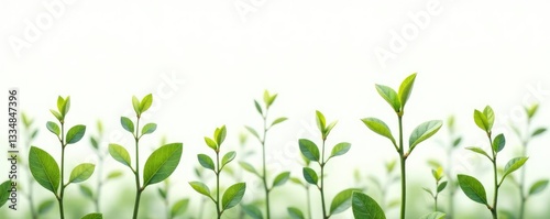 Wallpaper Mural Sprouting branches on a crisp white background, isolated, greenery Torontodigital.ca