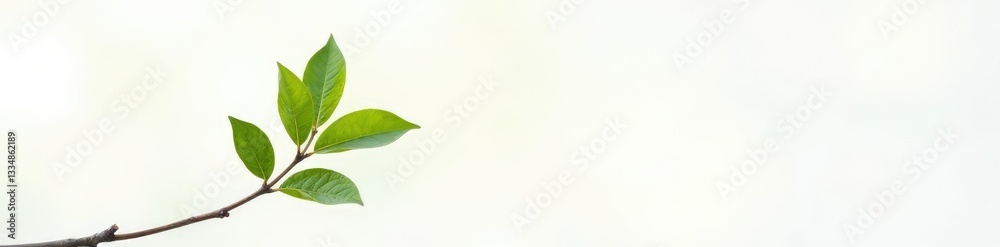 Fototapeta premium Single isolated branch on white background with soft focus, natural, haze