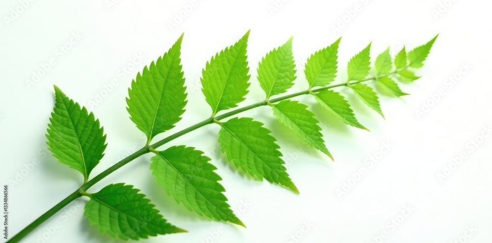 Ferns green delicate leaves isolated on white background, leaf, verdant, white Ferns green delicate leaves isolated on white background, leaf, verdant, white