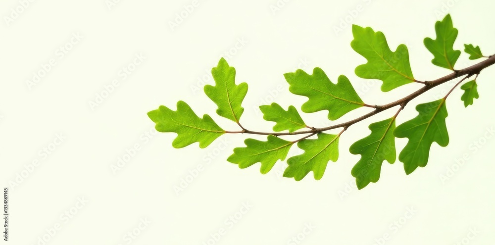 Sprigs of oak branches against a pure background, branch, nature, forestlife Sprigs of oak branches against a pure background, branch, nature, forestlife