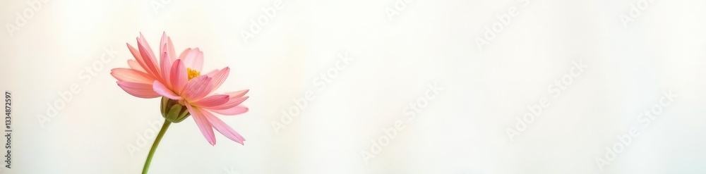 Single flower in focus against a bright white background, solitary, flowers Single flower in focus against a bright white background, solitary, flowers