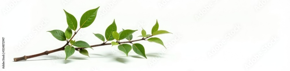 Single isolated branch on white background with shadow, white background, clean, natural Single isolated branch on white background with shadow, white background, clean, natural