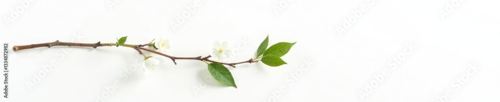 Single isolated branch on white background with subtle texture, minimalist, branch, texture Single isolated branch on white background with subtle texture, minimalist, branch, texture