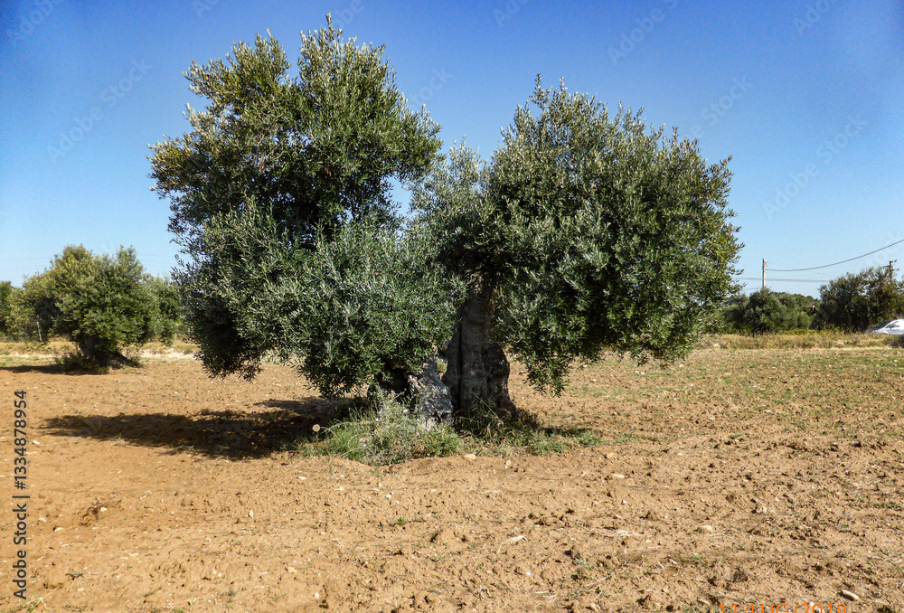 Fototapeta premium grande antico albero di olivo in estate