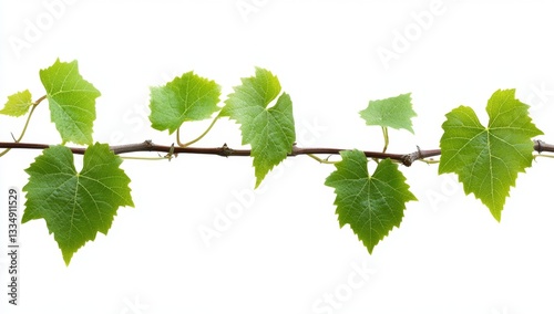 Wallpaper Mural Fresh grapevine branch with vibrant leaves Torontodigital.ca